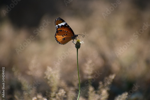 butterfly on a little flower