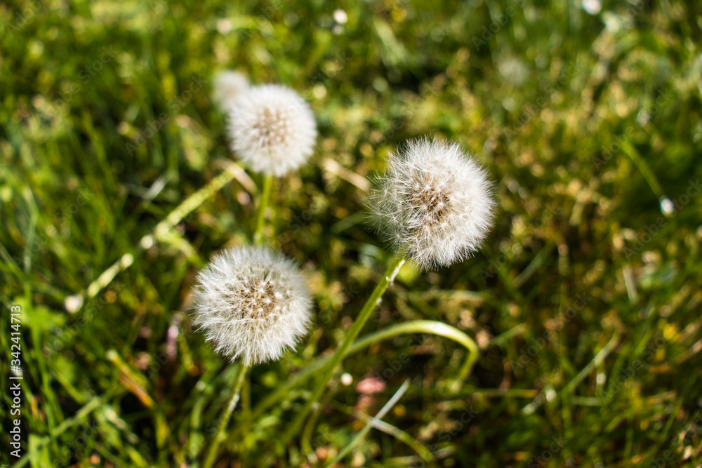 Dandelions in Spring Dandelions in Spring
