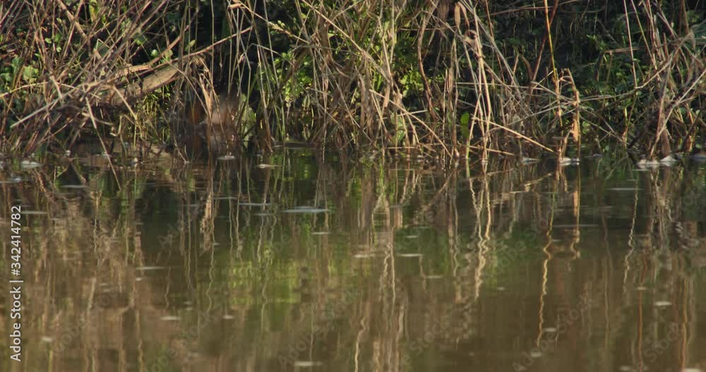 Common kingfisher (Alcedo atthis) hunting in river, Blandford Forum, Dorset, UK Common kingfisher (Alcedo atthis) hunting in river, Blandford Forum, Dorset, UK
