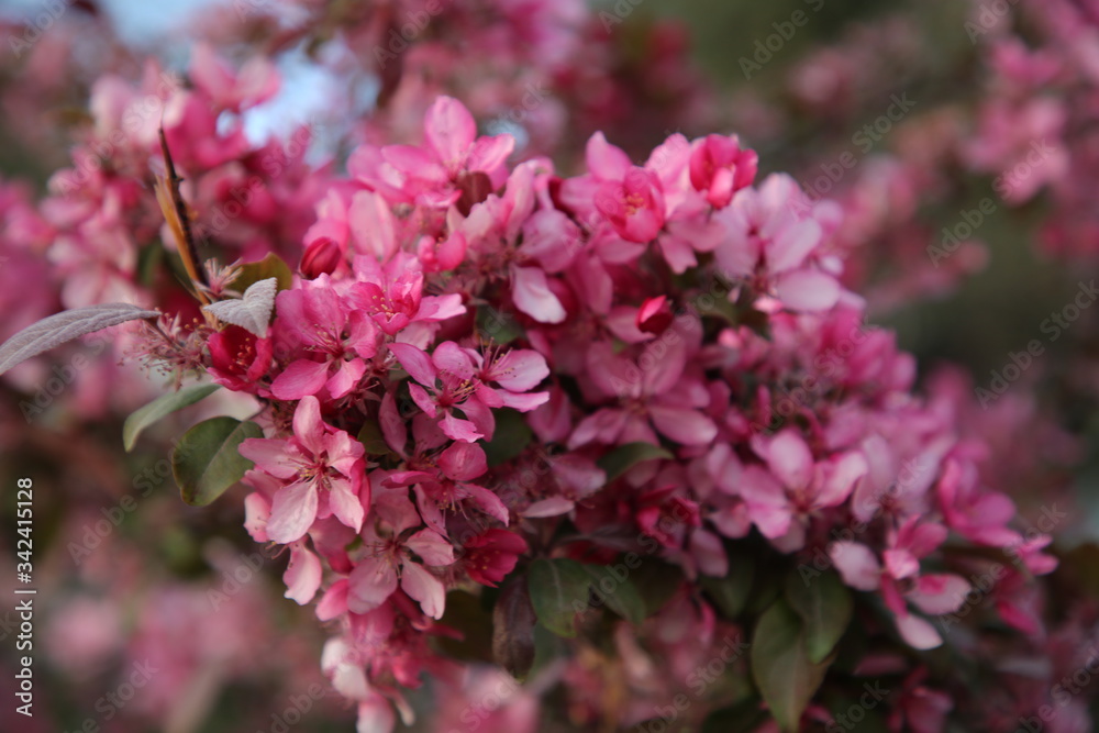 Spring blossom background. Beautiful nature scene with blooming tree and sun flare. Sunny day. Spring flowers. Spring blossom background. Beautiful nature scene with blooming tree and sun flare. Sunny day. Spring flowers.