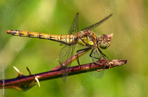 Common Darter Dragonfly on a branch