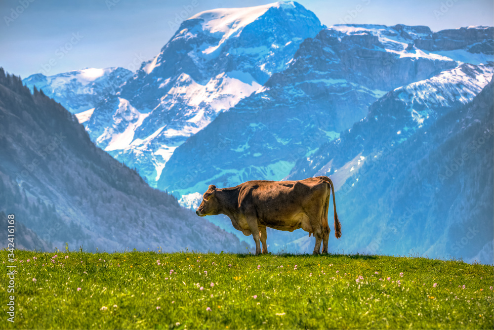 cow in the swiss alpine mountains against Mount Töbi in Glarus