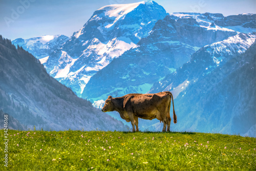 cow in the swiss alpine mountains against Mount Töbi in Glarus photo