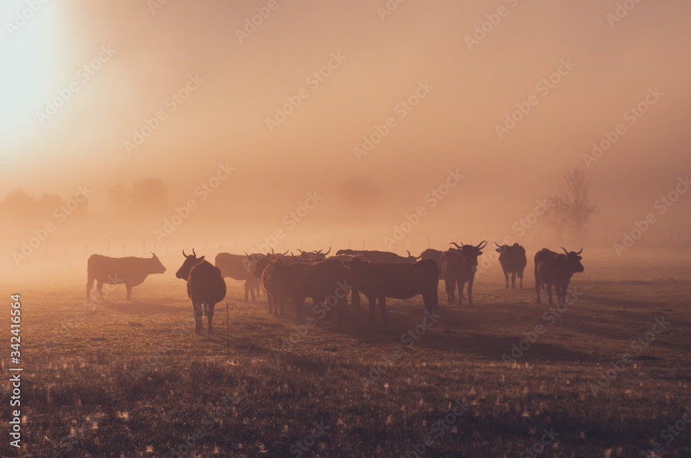 Salers cow in the morning fog in French Cantal Salers cow in the morning fog in French Cantal