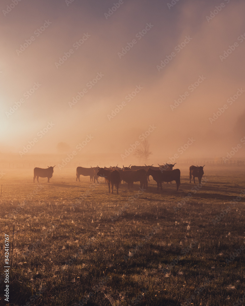 Fototapeta premium Salers cow in the morning fog in French Cantal 