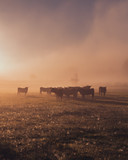 Salers cow in the morning fog in French Cantal	