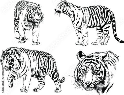 set of vector drawings on the theme of predators tigers are drawn by hand with ink tattoo logos