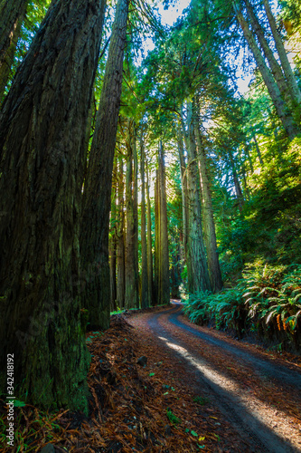 The Old Coast Road Surrounded by Coastal Redwoods and Bracken Ferns  Big Sur  California  USA