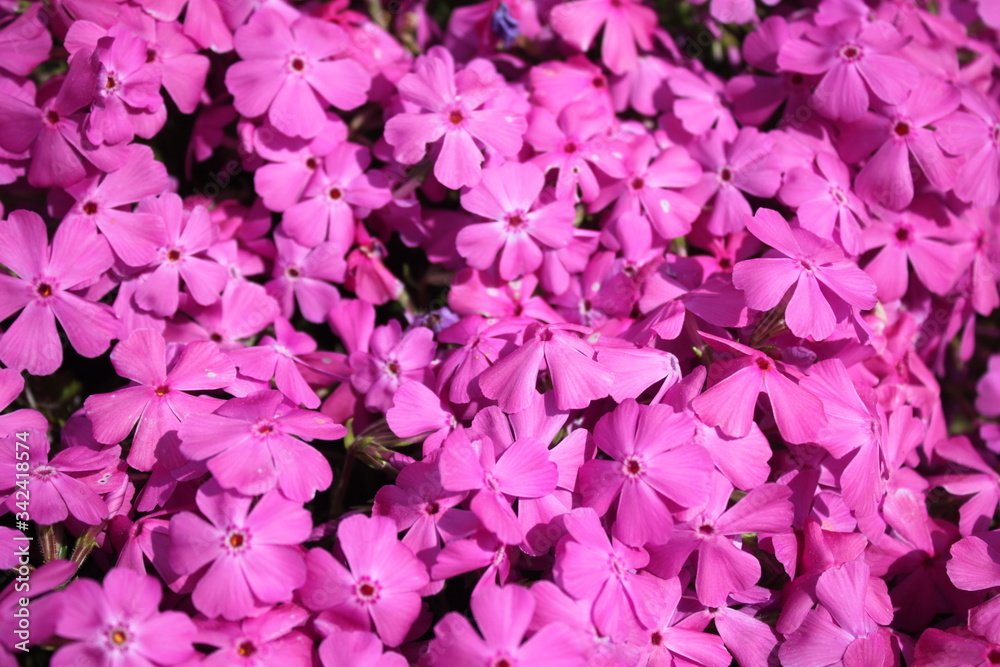 Phlox Phlox