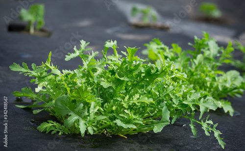 fresh arugula grows in the ground on black agrofibre
