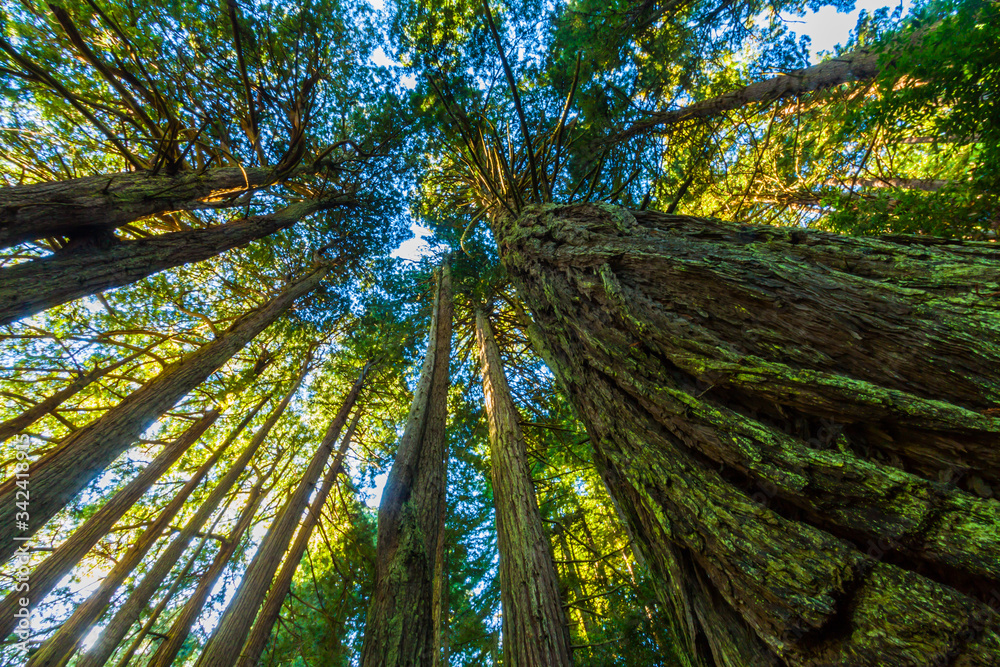 Fototapeta premium Towering Coastal Redwoods (Sequoia sempervirens), The Old Coast Road., Big Sur, Kalifornia, USA