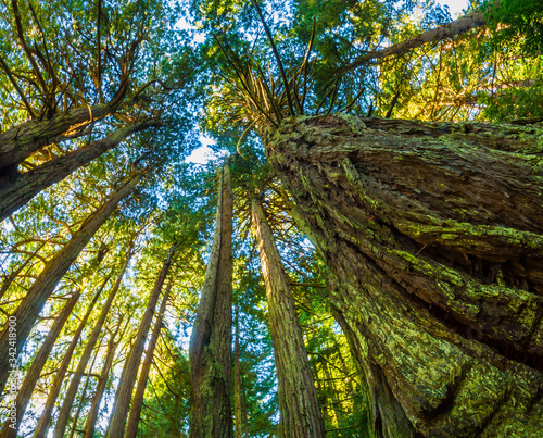 Towering Coastal Redwoods (Sequoia sempervirens), The Old Coast Road., Big Sur, California, USA