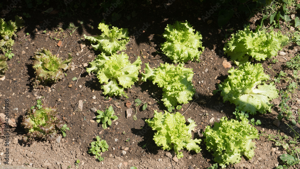 Insalata
