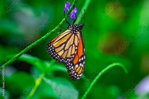 Monarch, Danaus plexippus is a milkweed butterfly (subfamily Danainae) in the family Nymphalidae butterfly in nature habitat.