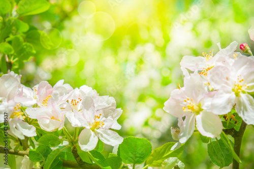 Blooming apple tree flowers, dreamy sunny background. Soft focus. Greeting gift card template. Pastel pink and green toned image.Spring delicate nature. Copy space