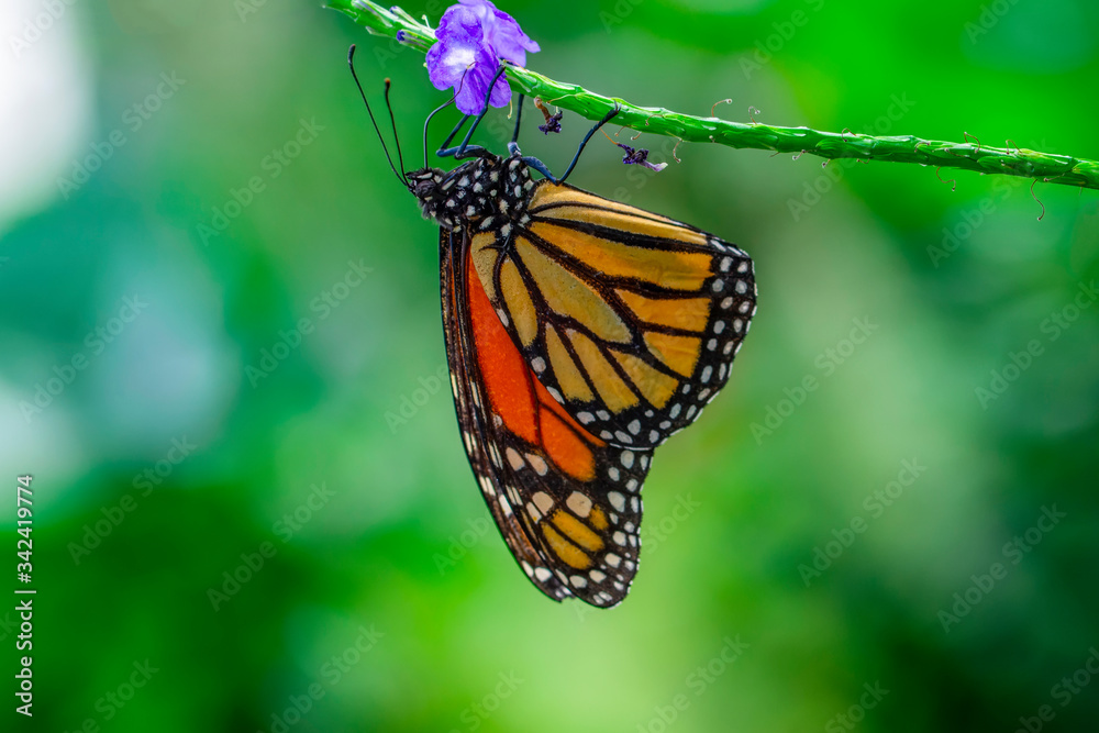 Monarch, Danaus plexippus is a milkweed butterfly (subfamily Danainae) in the family Nymphalidae butterfly in nature habitat. Monarch, Danaus plexippus is a milkweed butterfly (subfamily Danainae) in the family Nymphalidae butterfly in nature habitat.