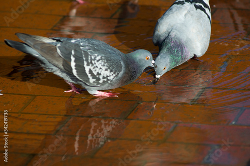 Pigeons drinking on the street