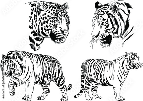 set of vector drawings on the theme of predators tigers are drawn by hand with ink tattoo logos