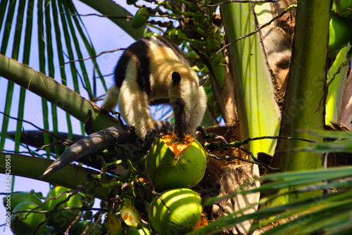 Oso hormiguero en lo alto de una palmera cocotera, bebiendo el agua de un coco. photo