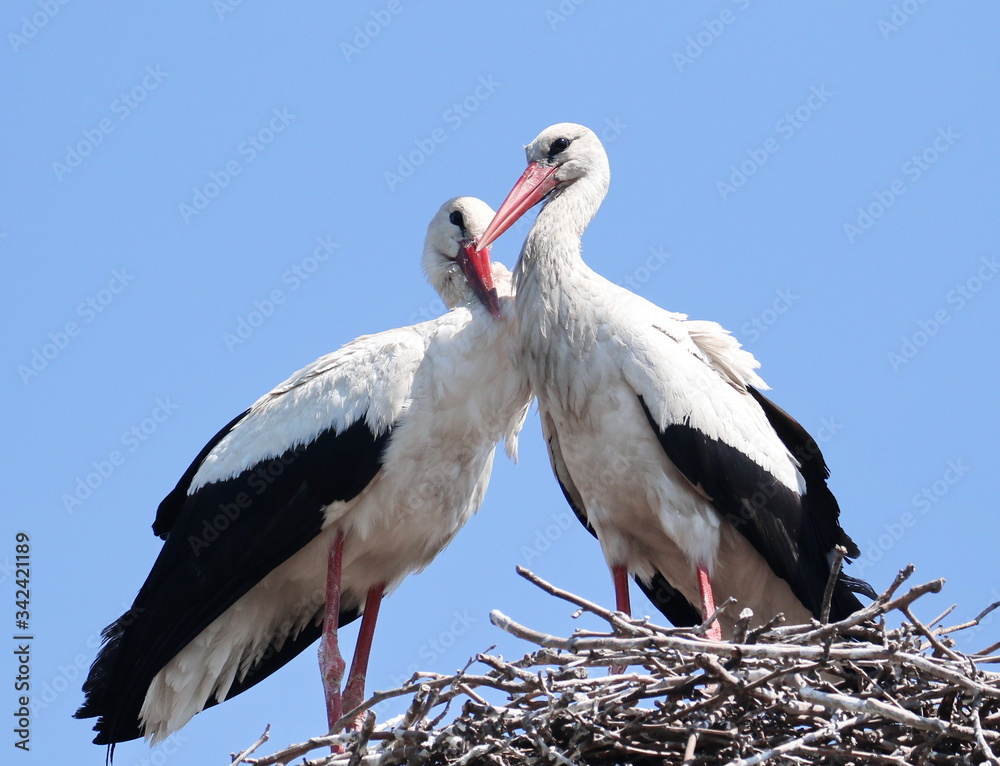 Wall Mural White Stork in nest, ciconia ciconia