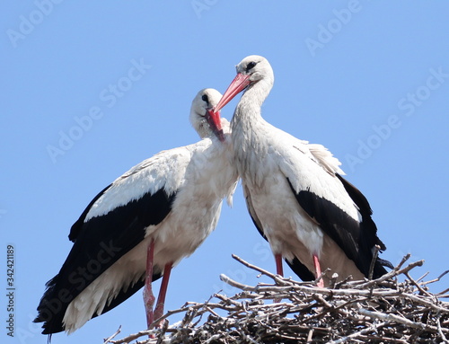 White Stork in nest, ciconia ciconia