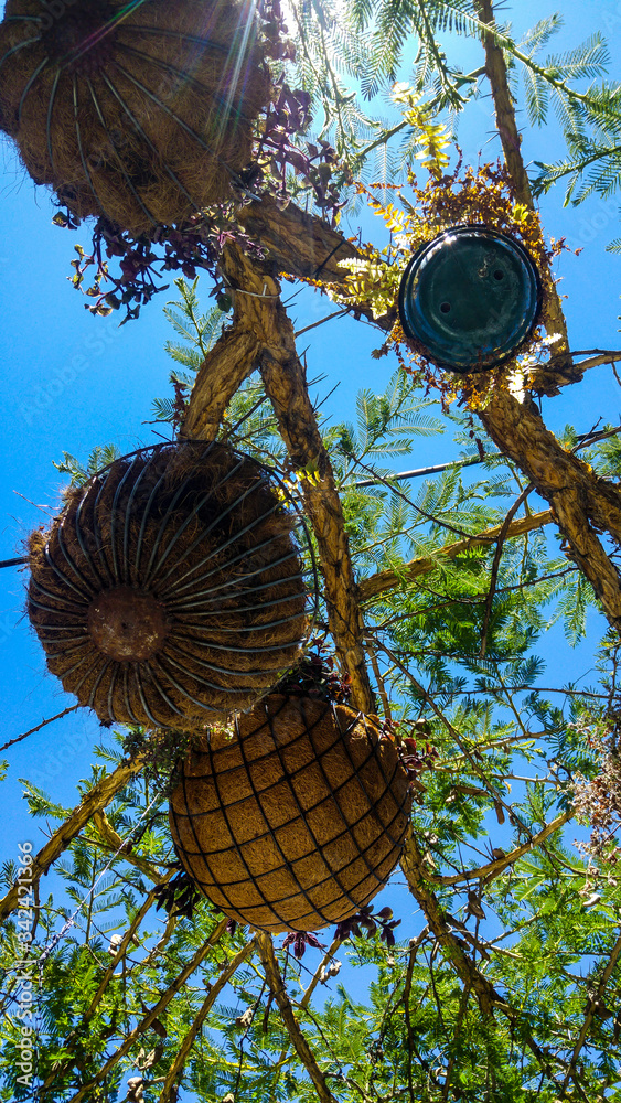 Φωτογραφία Low angle of sunlight and plants against blue sky, Johannesburg, South Africa