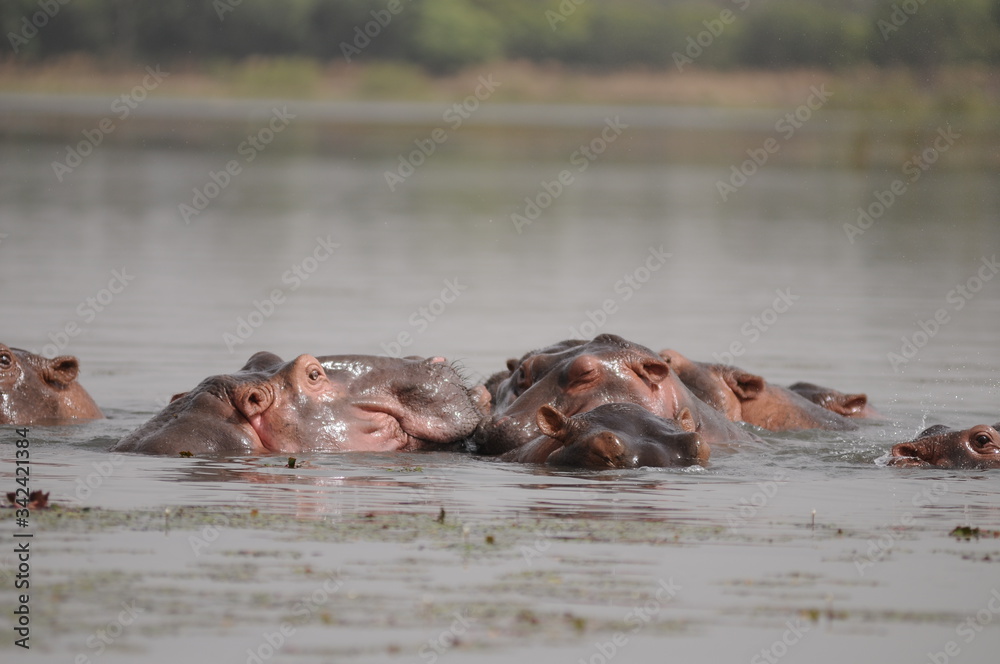 Hippopotames dans un lac au Burkina Faso Hippopotames dans un lac au Burkina Faso