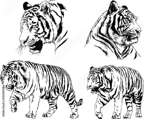 set of vector drawings on the theme of predators tigers are drawn by hand with ink tattoo logos