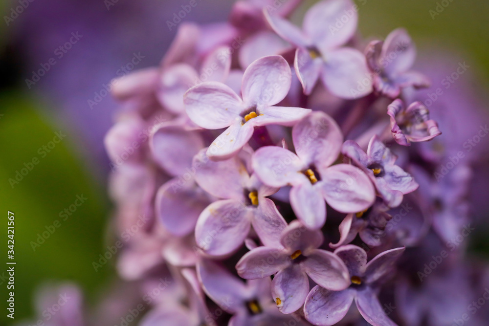 Shallow depth of field (selective focus) and macro image with purple lilac flowers. Shallow depth of field (selective focus) and macro image with purple lilac flowers.