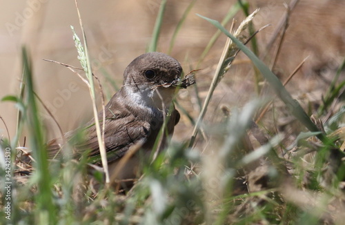 Swallow Sand Martin with brown background, riparia riparia © dule964