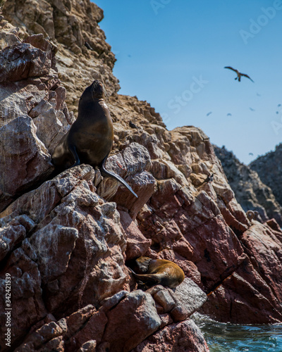 Sea Lion