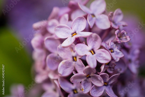 Shallow depth of field (selective focus) and macro image with purple lilac flowers.