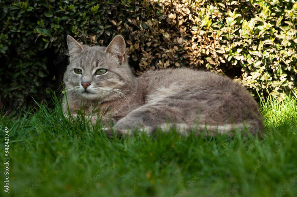 Gray domestic cat is resting on the grass. Pet in nature. Favorite domestic cat Gray domestic cat is resting on the grass. Pet in nature. Favorite domestic cat