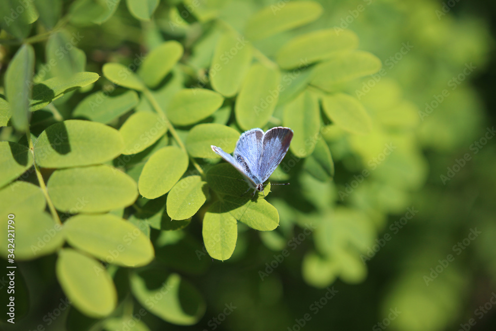 Photography Blue butterfly focused on leafs