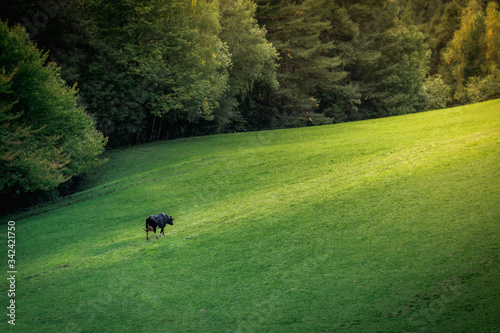 A single cow on the field walks towards the sun