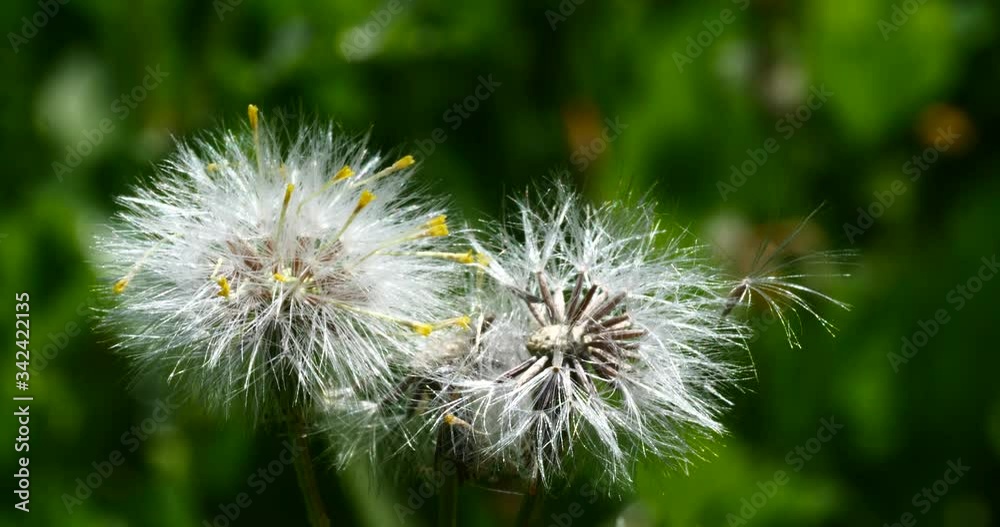 dandelion seeds close up in the nature spring time dandelion seeds close up in the nature spring time