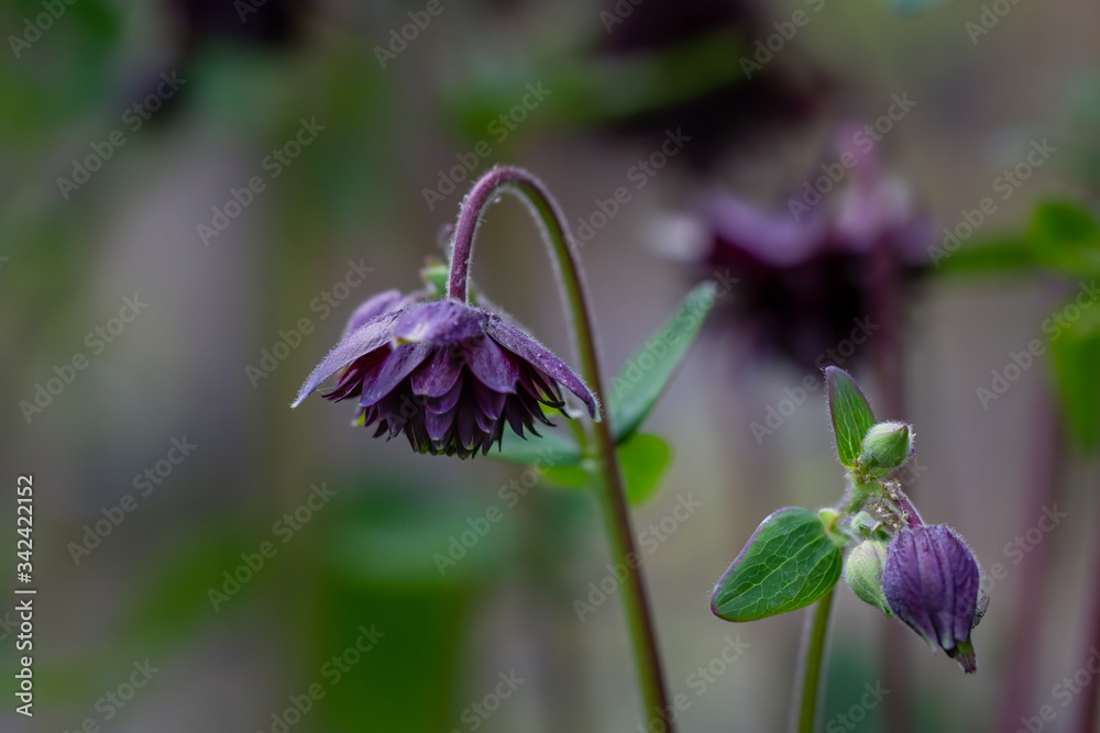 Φωτογραφία Columbine Aquilegia Vulgaris, Black Barlow, flower commonly known as Granny's Bo