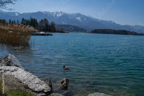 Fototapeta Naklejka Na Ścianę i Meble -  ducks swim in a lake in the mountains
