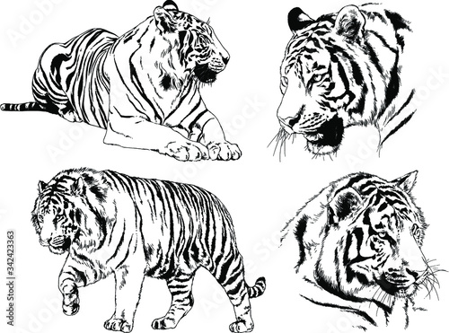 set of vector drawings on the theme of predators tigers are drawn by hand with ink tattoo logos