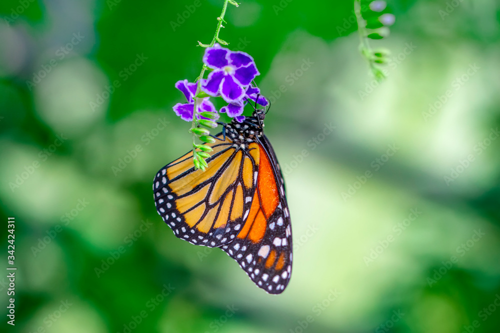 Obraz premium Monarch, Danaus plexippus is a milkweed butterfly (subfamily Danainae) in the family Nymphalidae butterfly in nature habitat.