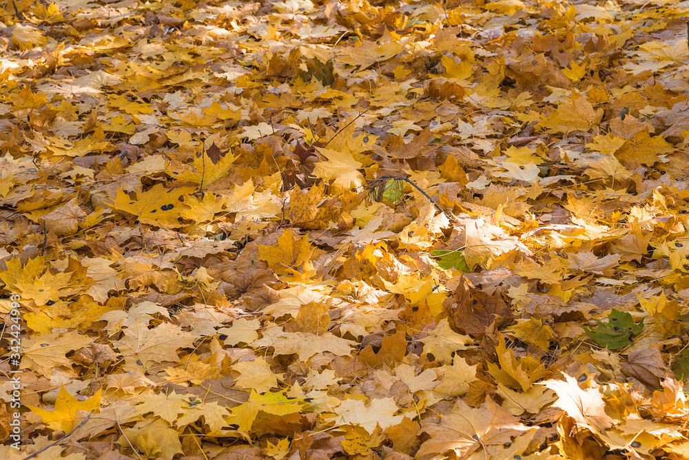 Autumn natural carpet of yellow maple leaves
