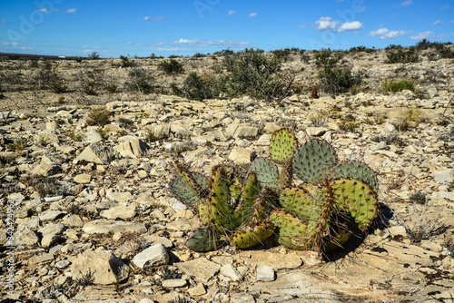 Cacti New Mexico. Prickly pear Opuntia sp. in a rocky desert in New Mexico, USA photo