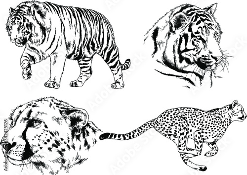 set of vector drawings on the theme of predators tigers are drawn by hand with ink tattoo logos photo