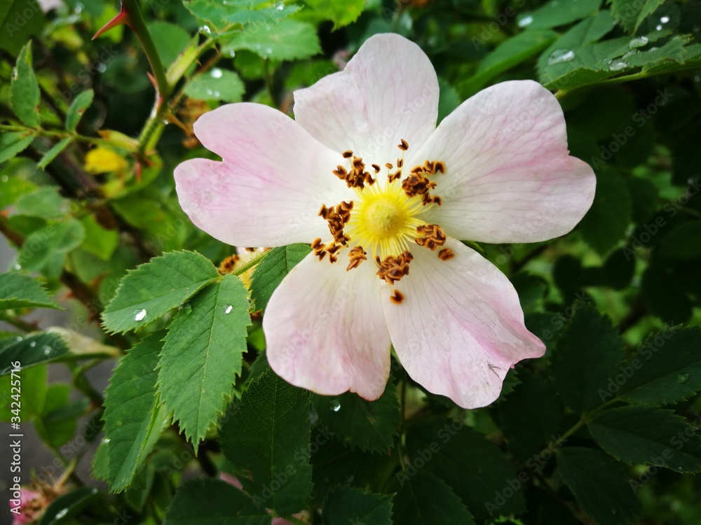 pink and white flowers