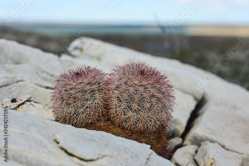 Cacti New Mexico. Echinocereus pectinatus (rubispinus), Rainbow Hedgehog Cactus in a rocky desert in New Mexico, USA photo