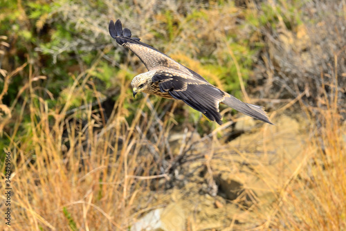 milano negro volando sobre unos matorrales (Milvus migrans) Casares Andalucía España