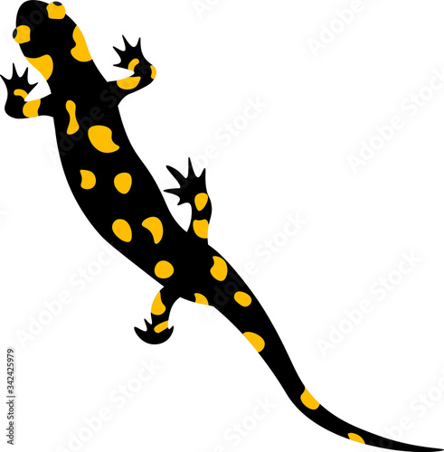 One Salamander is black with yellow spots on a white background.