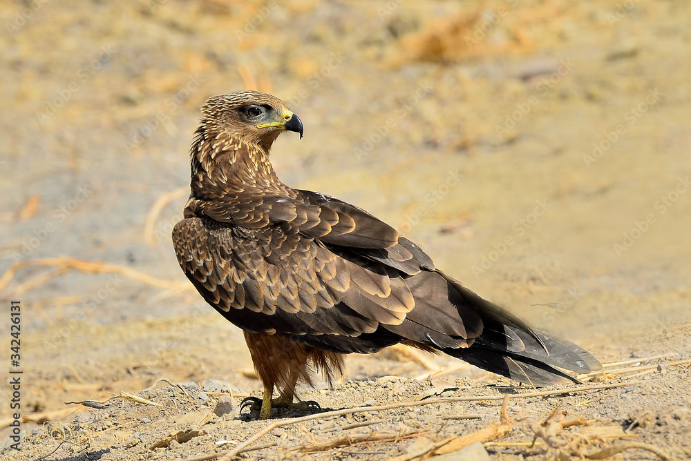 Fototapeta premium milano negro de costado mirando hacia atrás en el suelo de tierra (Milvus migrans) Casares Andalucía España