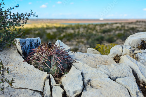 Cacti New Mexico. Eagle claws, Turk's head, devil's head (Echinocactus horizonthalonius) in a rocky desert in New Mexico, USA photo