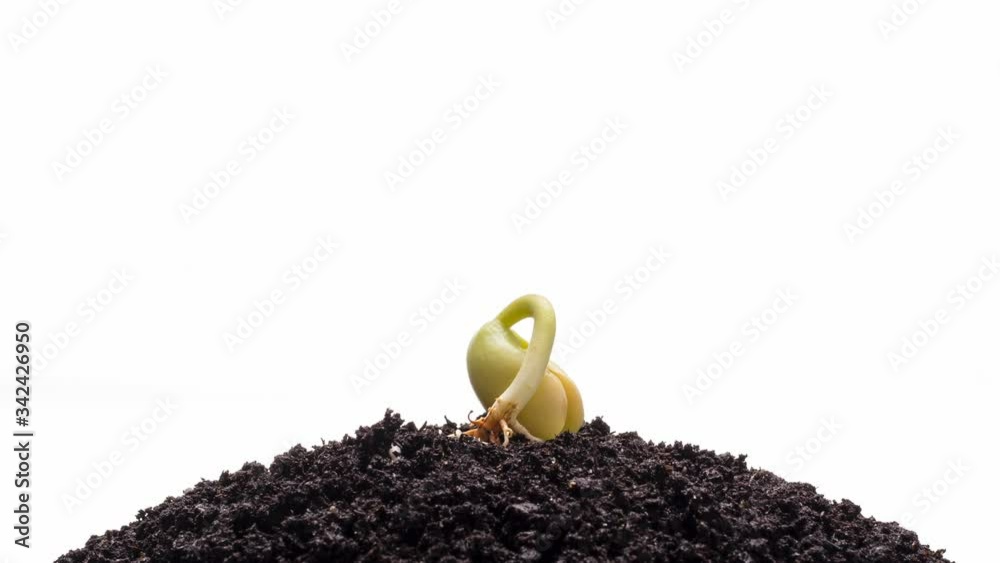 Growing kidney bean isolated on a white background time-lapse
